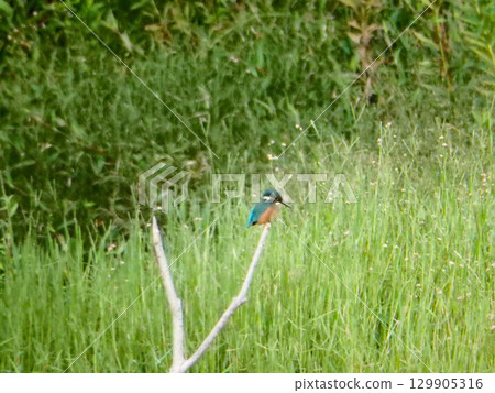 A kingfisher perched on a dead branch in the grass 129905316