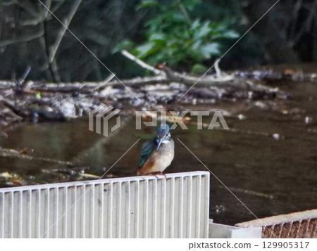 Kingfisher in front of the drain 2 129905317