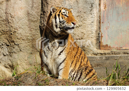 The lonely gaze of a male tiger 129905632