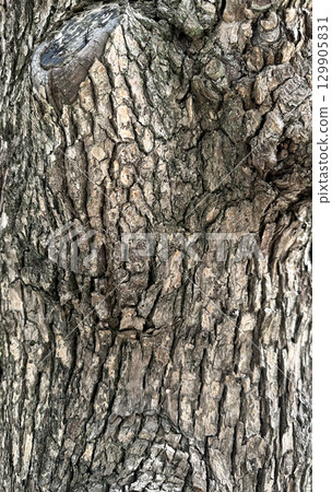 Close-up of tree surface, street tree 129905831