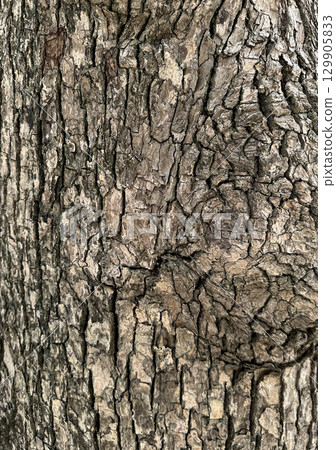 Close-up of tree surface, street tree 129905833