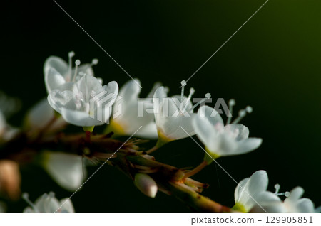 Shirobana Sakura Tade on the Yasuragi Embankment of the Shinano River 129905851