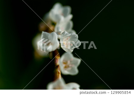 Shirobana Sakura Tade on the Yasuragi Embankment of the Shinano River 129905854