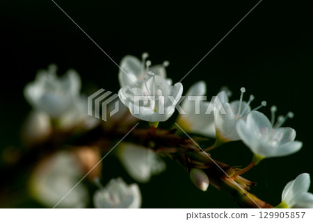 Shirobana Sakura Tade on the Yasuragi Embankment of the Shinano River 129905857