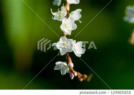 Shirobana Sakura Tade on the Yasuragi Embankment of the Shinano River 129905858