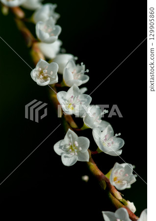 Shirobana Sakura Tade on the Yasuragi Embankment of the Shinano River 129905860