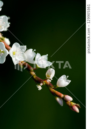 Shirobana Sakura Tade on the Yasuragi Embankment of the Shinano River 129905861