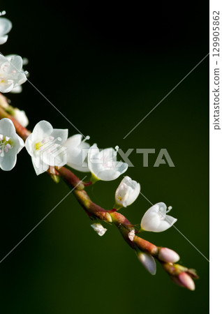 信濃川安良木堤上的白花櫻花館 信濃川安良木堤上的白花櫻花館 129905862