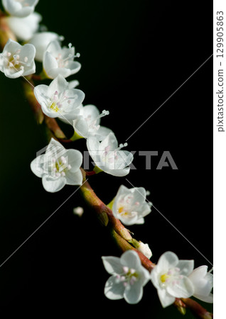 信濃川安良木堤上的白花櫻花館 129905863