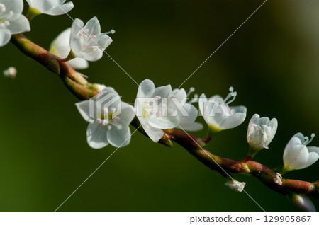 Shirobana Sakura Tade on the Yasuragi Embankment of the Shinano River 129905867