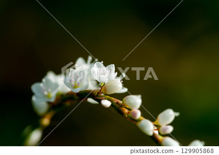 Shirobana Sakura Tade on the Yasuragi Embankment of the Shinano River 129905868