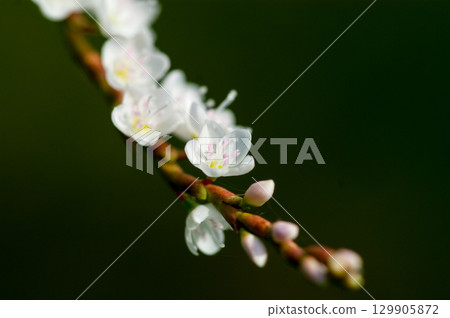 Shirobana Sakura Tade on the Yasuragi Embankment of the Shinano River 129905872