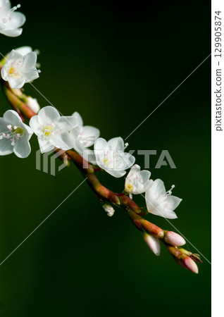 Shirobana Sakura Tade on the Yasuragi Embankment of the Shinano River 129905874