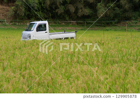 被稻穗包圍的輕型卡車 被稻穗包圍的輕型卡車 129905878
