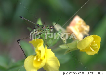 Larvae of the black-legged grasshopper found on a yellow flower 129906012