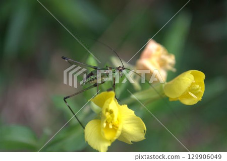 一隻日本鼠婦幼蟲在一朵黃花上 129906049