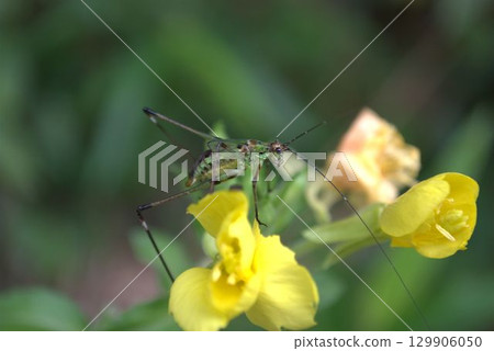 一隻日本鼠婦幼蟲在一朵黃花上 129906050
