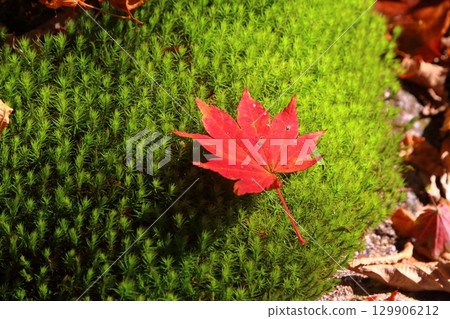 莫斯和莫吉吉 129906212