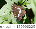 Asamama Ichimonji 129906225