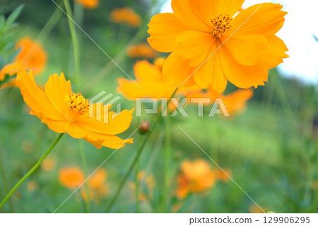 Yellow cosmos Yellow cosmos 129906295