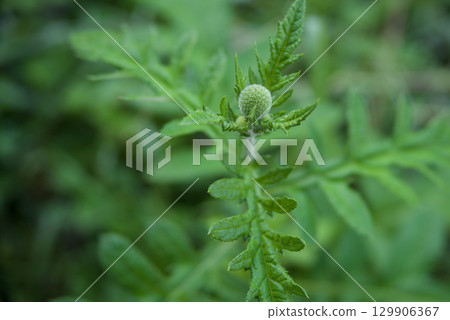 肥後花初綻。一座盛開著小花的山丘。廣島縣莊原市肥後町三河內。 129906367