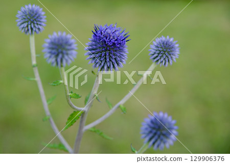 青金石肥後台(廣島莊原市日和町三河內市,博尼巴納花盛開的山丘) 青金石肥後台(廣島莊原市日和町三河內市,博尼巴納花盛開的山丘) 129906376