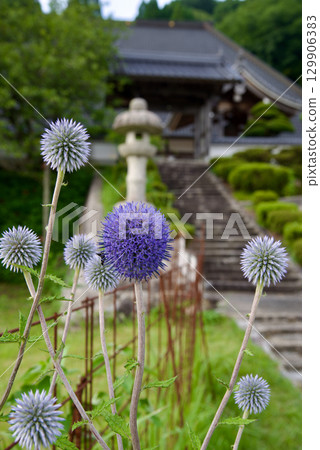 青金石肥後台(廣島莊原市日和町三河內市,博尼巴納花盛開的山丘) 青金石肥後台(廣島莊原市日和町三河內市,博尼巴納花盛開的山丘) 129906383