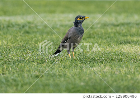 Mynah bird, common myna stands on a green grass, Indian myna, Acridotheres tristis 129906496