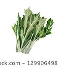 Leafy vegetables (mizuna) 129906498