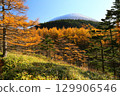 落葉松和淺間山的紅葉② 129906546