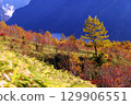 燒嶽山坡上的紅葉 129906551