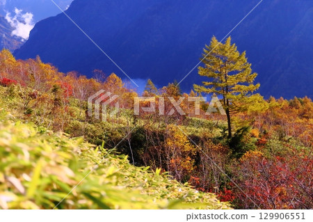 燒嶽山坡上的紅葉 129906551