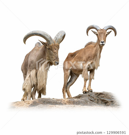 Two Barbary Sheep standing proudly on rocky terrain with strong curved horns and rugged coats Two Barbary Sheep standing proudly on rocky terrain with strong curved horns and rugged coats 129906591