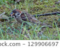 A sparrow pecking at food. 129906697