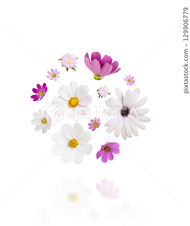 Colorful summer autumn background of flowers pink and white cosmos, osteospermum isolated on white background with clipping path. Floral Greeting card. Colorful summer autumn background of flowers pink and white cosmos, osteospermum isolated on white background with clipping path. Floral Greeting card. 129906779