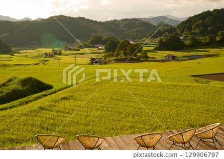 Rice terrace terraces illuminated by the setting sun, golden ears of rice, connecting rice terrace heritage, Hiwa Mikawachi rice terraces Rice terrace terraces illuminated by the setting sun, golden ears of rice, connecting rice terrace heritage, Hiwa Mikawachi rice terraces 129906797