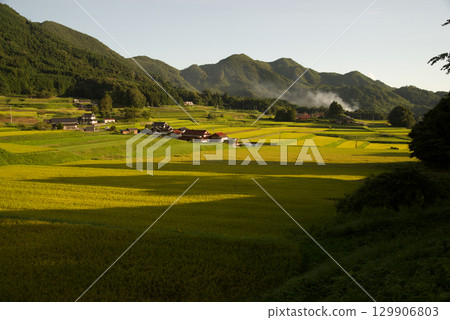 Rice terraces illuminated by the setting sun, golden ears of rice, Hiwa Mikawa Rice Terrace Heritage Rice terraces illuminated by the setting sun, golden ears of rice, Hiwa Mikawa Rice Terrace Heritage 129906803