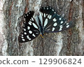 Gomadarago 129906824