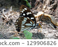 Gomadarago 129906826