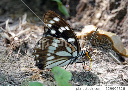 Gomadarago Gomadarago 129906826