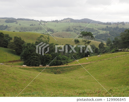 A herd walks along the green hills - Afternoon at Ellinjaa Falls 129906845