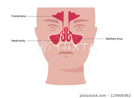 Paranasal sinus poster Paranasal sinus poster 129906962