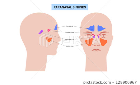 Paranasal sinus poster 129906967