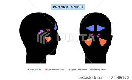 Paranasal sinus poster 129906970