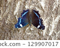 Ruritateja 129907017