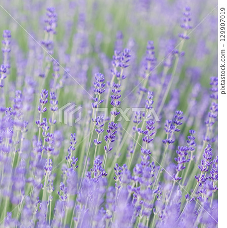 Lavender flowers blooming in the field. Soft focus. Floral background Lavender flowers blooming in the field. Soft focus. Floral background 129907019
