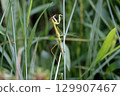 A praying mantis resting on the grass. 129907467