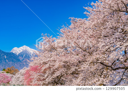 [Yamanashi Prefecture] Sanehara cherry blossom trees with the Southern Alps in the background 129907505
