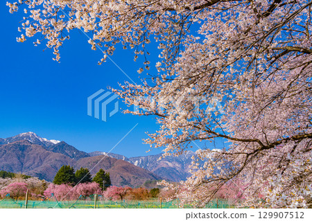 【山梨縣】以南阿爾卑斯山為背景的真原櫻花樹 【山梨縣】以南阿爾卑斯山為背景的真原櫻花樹 129907512