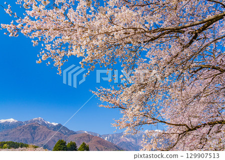 【山梨縣】以南阿爾卑斯山為背景的真原櫻花樹 【山梨縣】以南阿爾卑斯山為背景的真原櫻花樹 129907513
